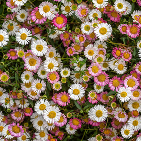 Spanisches Gänseblümchen Profusion - Willemse