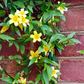 Carolina-Jasmin - Gelsemium sempervirens - Willemse