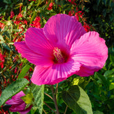Roseneibisch Extreme Magenta ® - Willemse