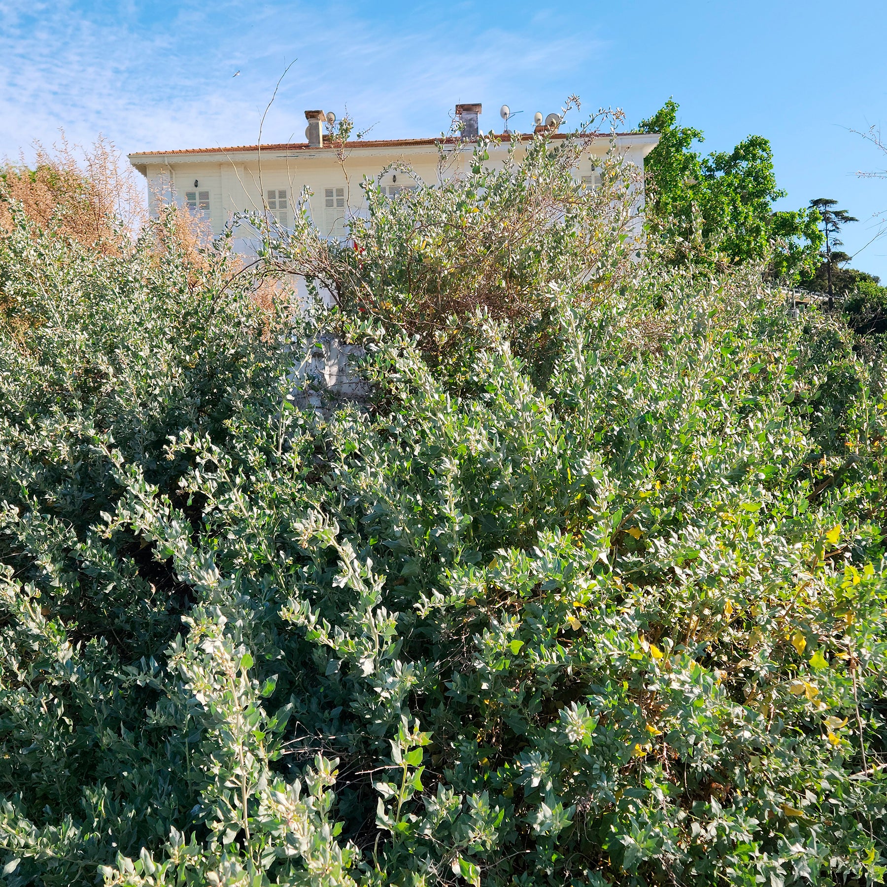 Strauch-Melde - Atriplex halimus - Willemse
