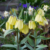 Kaiserkrone pallidiflora (x2) - Fritillaria pallidiflora - Willemse