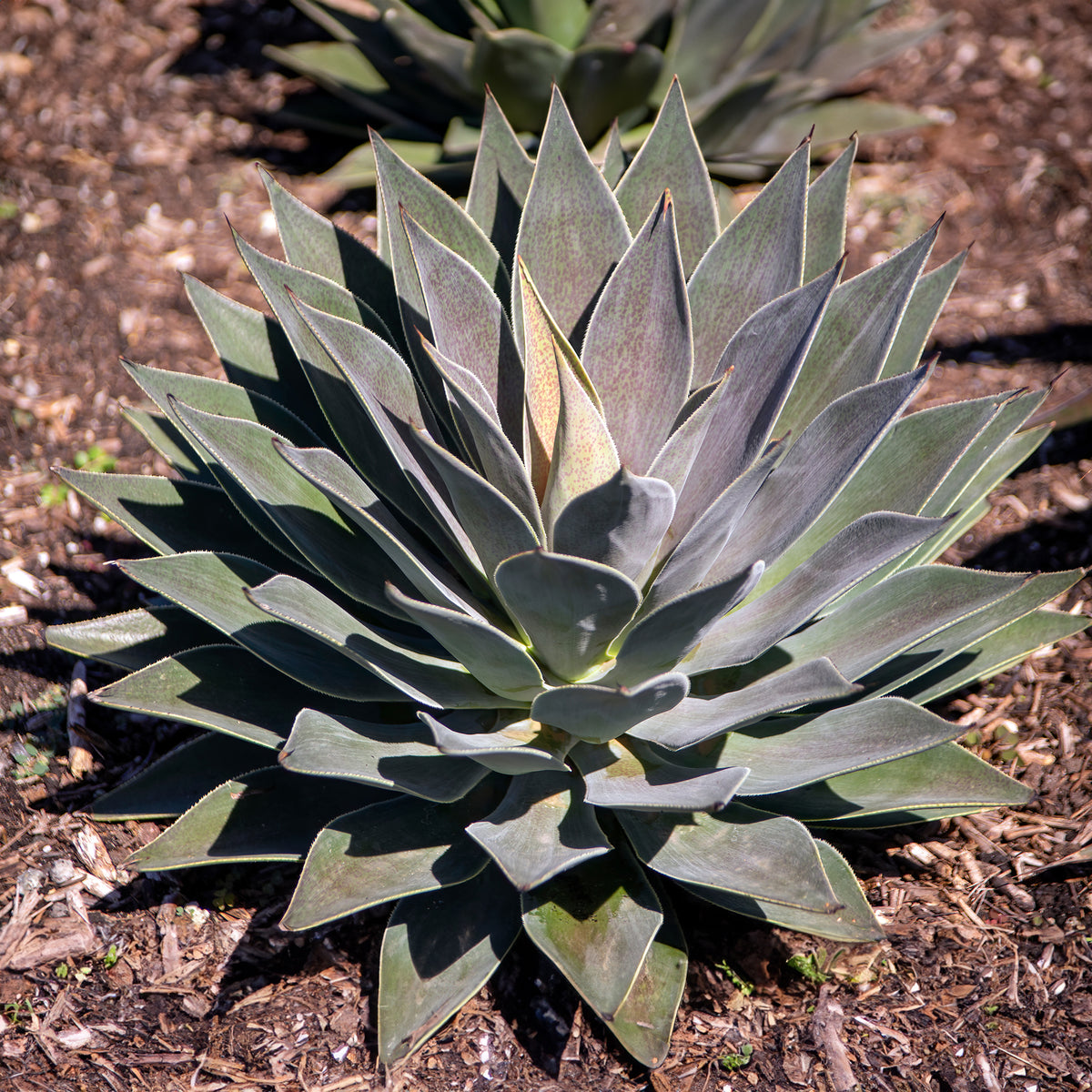 Mangave Lavender Lady - Agave manfredii Lavender Lady ® (mangave) - Willemse
