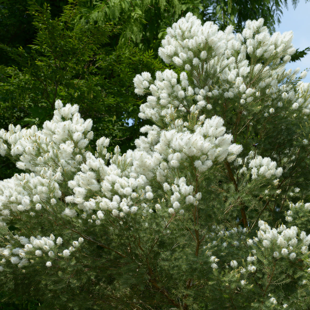Australischer Teebaum - Melaleuca alternifolia - Willemse