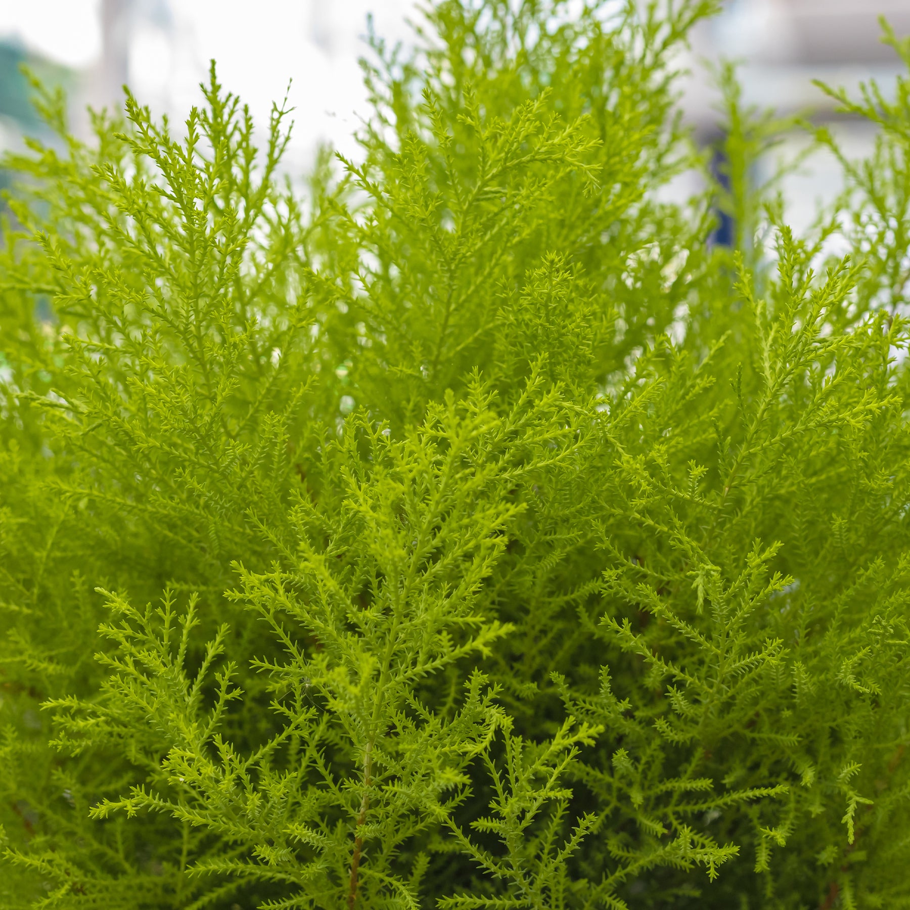 Zimmerzypresse 'Goldcrest Wilma' - Cupressus macrocarpa Goldcrest Wilma - Willemse