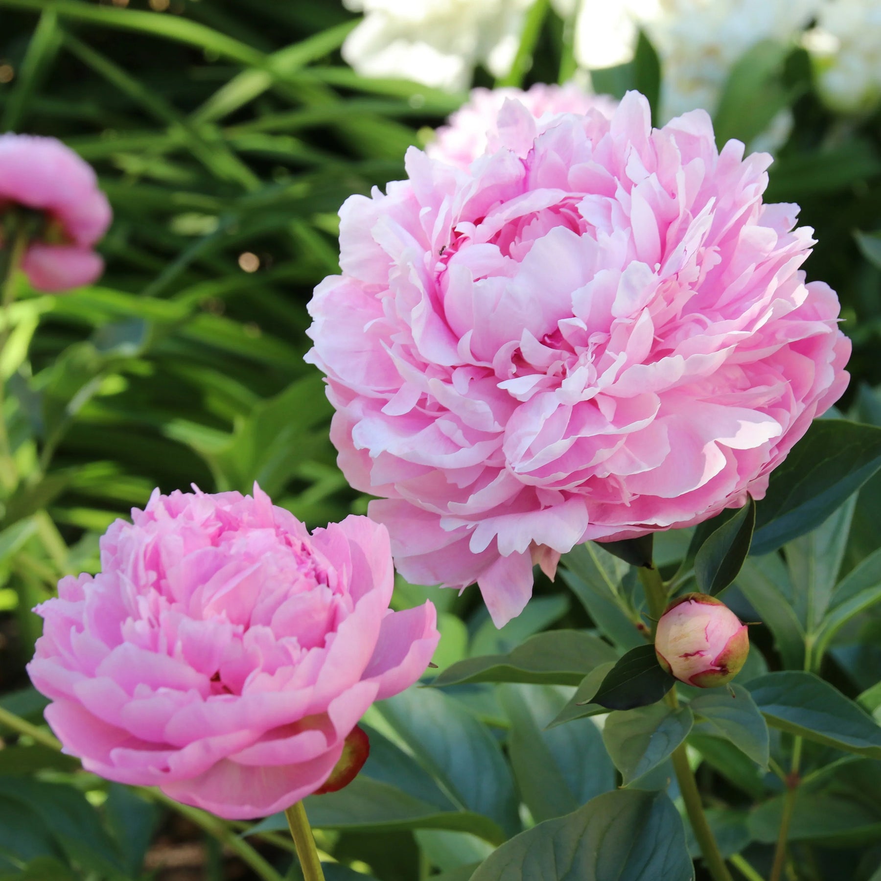  - Trio rosa und rote Pfingstrosen - Pfingstrosen