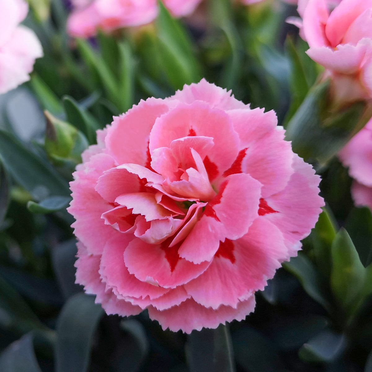 Dianthus plumarius 'doris' - Federnelke 'Doris' (x3) - Nelken - Dianthus