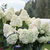 Rispenhortensie 'Hercules' - Hydrangea paniculata 'hercules' - Willemse