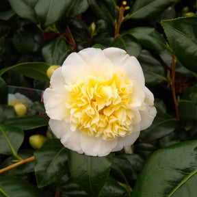 Camellia japonica Brushfields Yellow - Kamelie Camellia 'Brushfields Yellow' weiβ-gelb - Winterhart - Kamelie