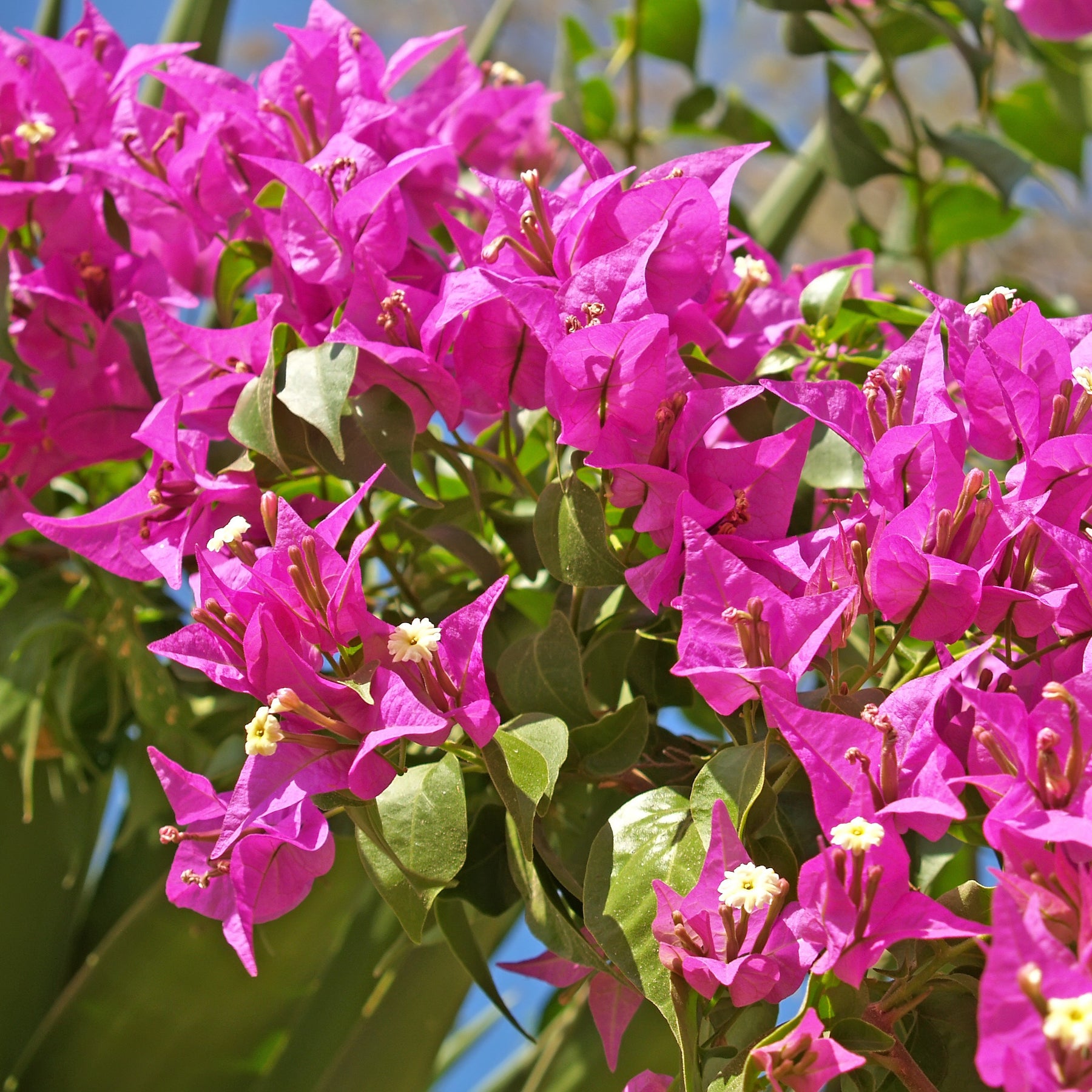Bougainvillea ‘Vera Deep Purple’ - Bougainvillea spectabilis 'vera deep purple' - Willemse