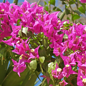 Bougainvillea ‘Vera Deep Purple’ - Bougainvillea spectabilis 'vera deep purple' - Willemse