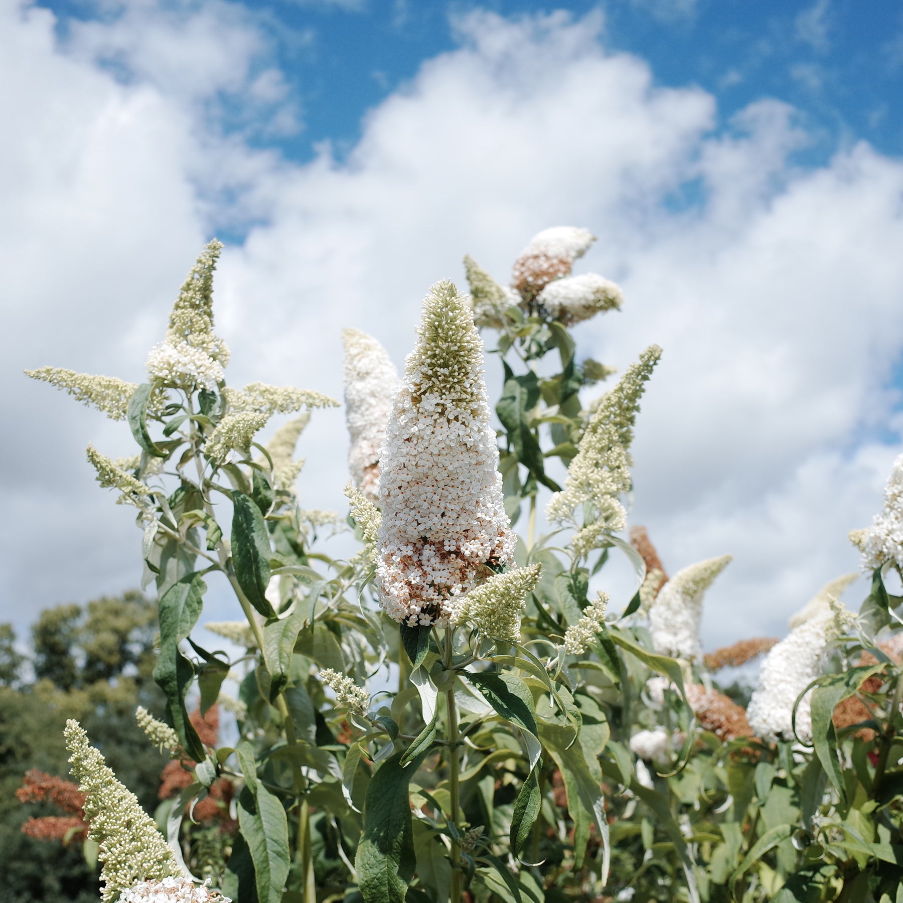 Schmetterlingsflieder Mischung 'Royal Red' + 'White Profusion' + 'Empire Blue' - Buddleja davidii Royal Red, White Profusion, Empire Blue - Willemse