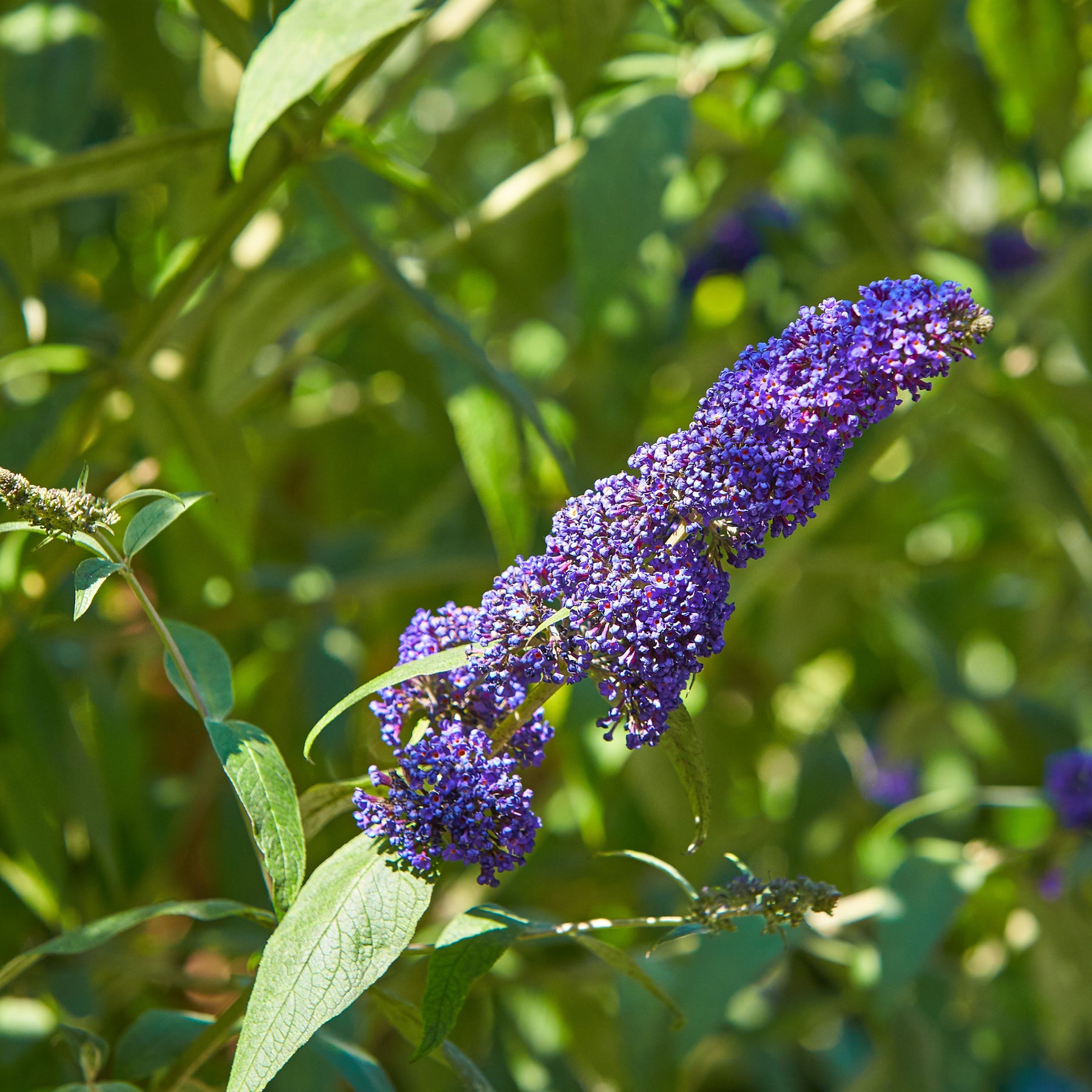 Schmetterlingsstrauch - Buddleja - Schmetterlingsflieder Mischung 'Royal Red' + 'White Profusion' + 'Empire Blue' - Buddleja davidii Royal Red, White Profusion, Empire Blue
