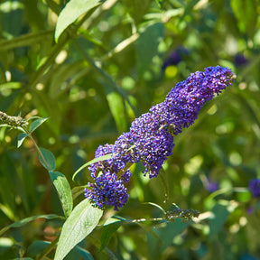 Schmetterlingsstrauch - Buddleja - Schmetterlingsflieder Mischung 'Royal Red' + 'White Profusion' + 'Empire Blue' - Buddleja davidii Royal Red, White Profusion, Empire Blue