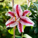 Orientalische Lilie 'Star Gazer' - Lilium Star Gazer - Willemse