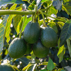 Avocadobaum Bacon - Persea americana var. Bacon (De greffe) - Willemse