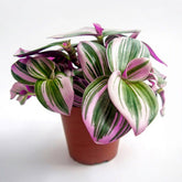 Tradescantia Nanouk - Tradescantia ‘Nanouk’ weiß blühend - Hängende Zimmerpflanzen