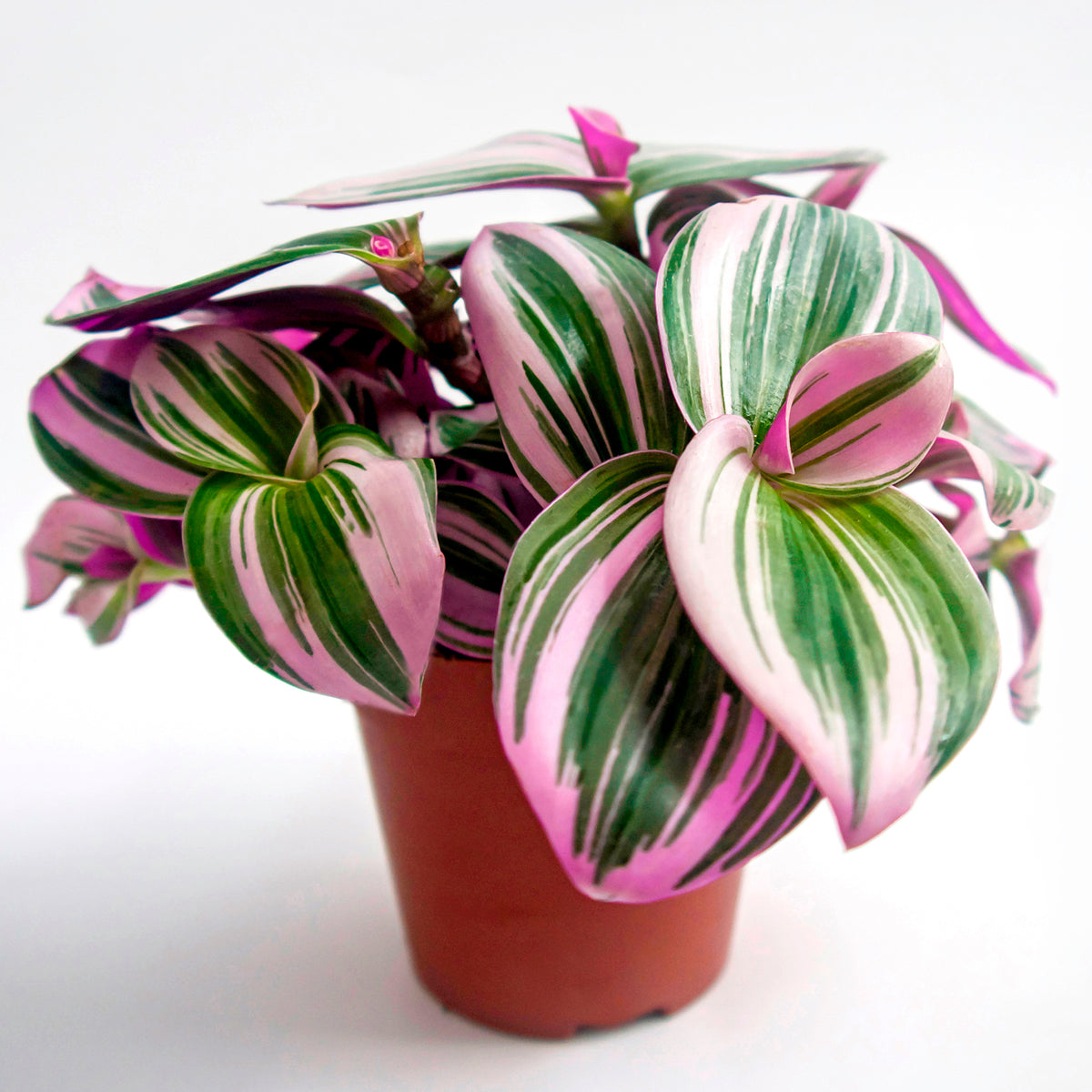 Tradescantia ‘Nanouk’ weiß blühend