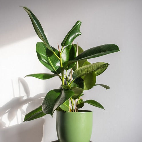 Ficus elastica Robusta - Gummibaum Robusta - Ficus