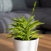 Barberton-Greiskraut - Senecio Himalaya - Willemse
