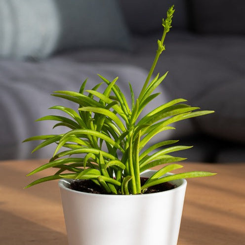 Barberton-Gänseblümchen - Senecio Himalaya - Willemse