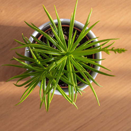 Barberton-Gänseblümchen - Willemse