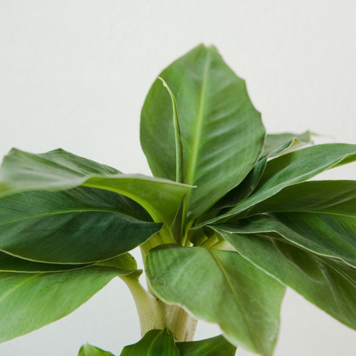 Musa Dwarf Cavendish - Zwergbanane - Zimmerpflanzen