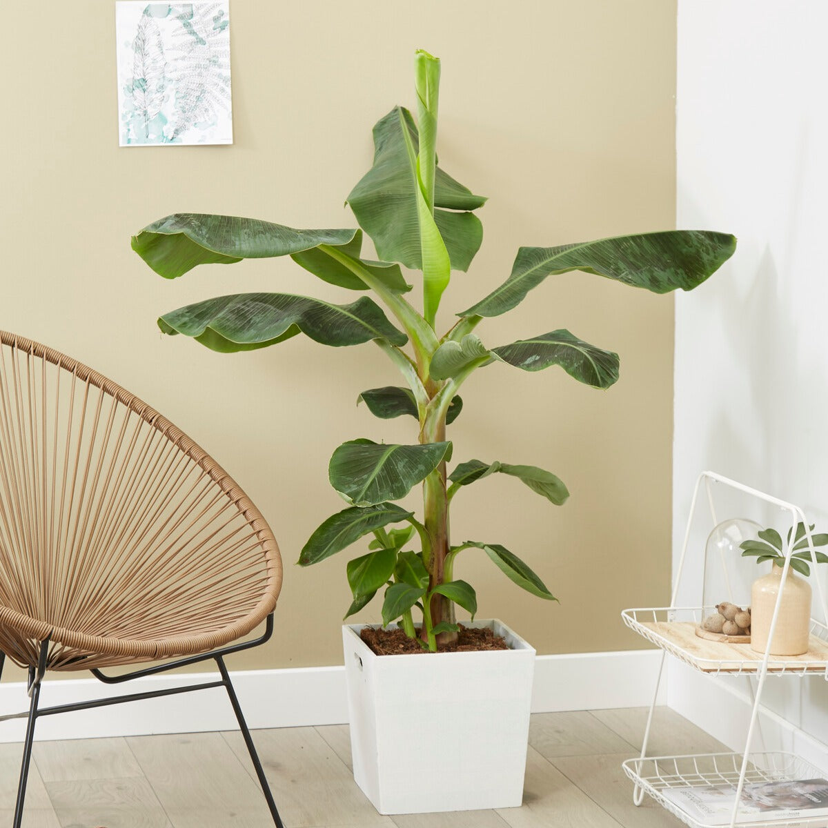 Zwergbanane - Willemse