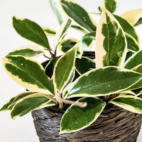 Wachsblume - Willemse