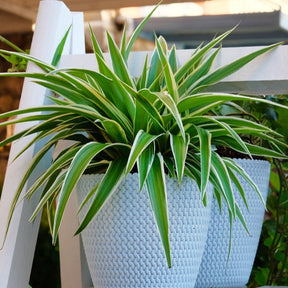 Ozeanischer Glanz - Chlorophytum comosum Ocean