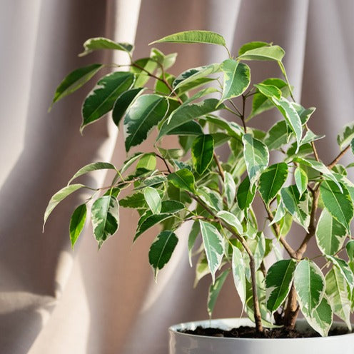 Trauerweide Twilight - Ficus benjamina Twilight