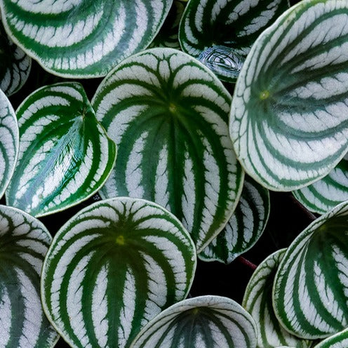 Silbernes Peperomia - Peperomia argyreia