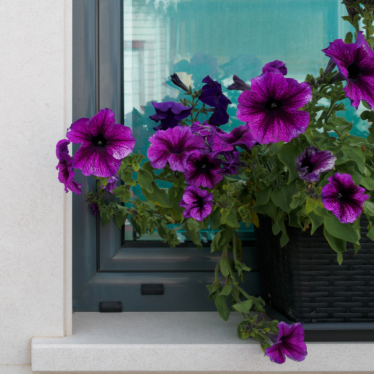 Petunie Cosmic - Willemse