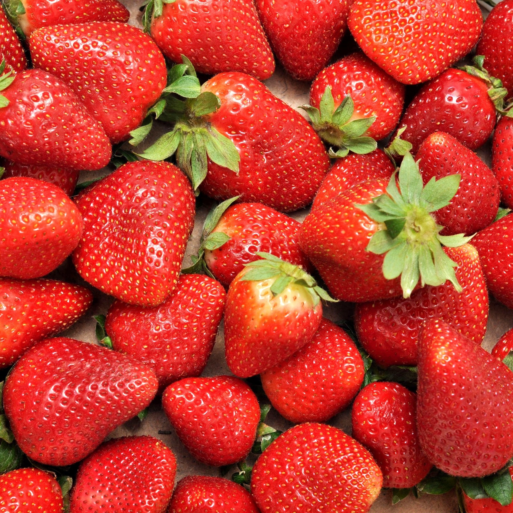 Erdbeer-Pflanze 'Charlotte' - Fragaria x ananassa Charlotte - Willemse