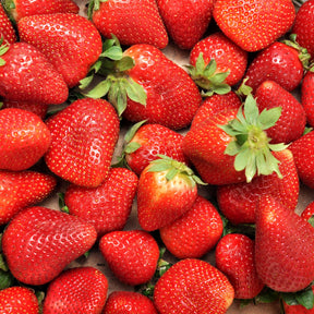 Erdbeer-Pflanze 'Charlotte' - Fragaria x ananassa Charlotte - Willemse
