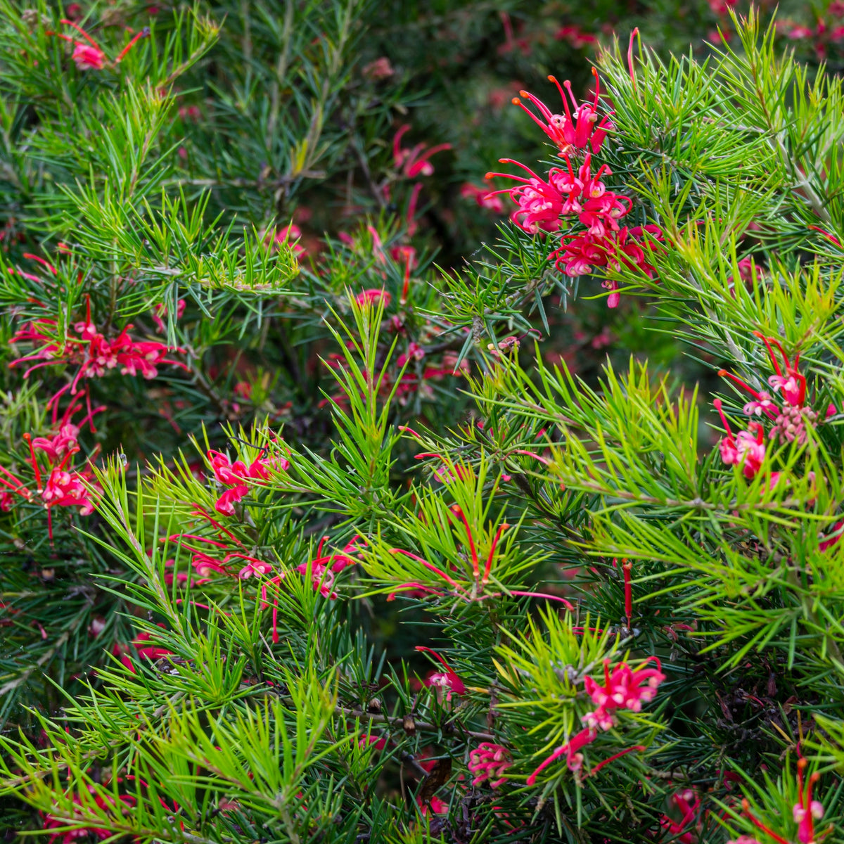 Grevillea juniperina