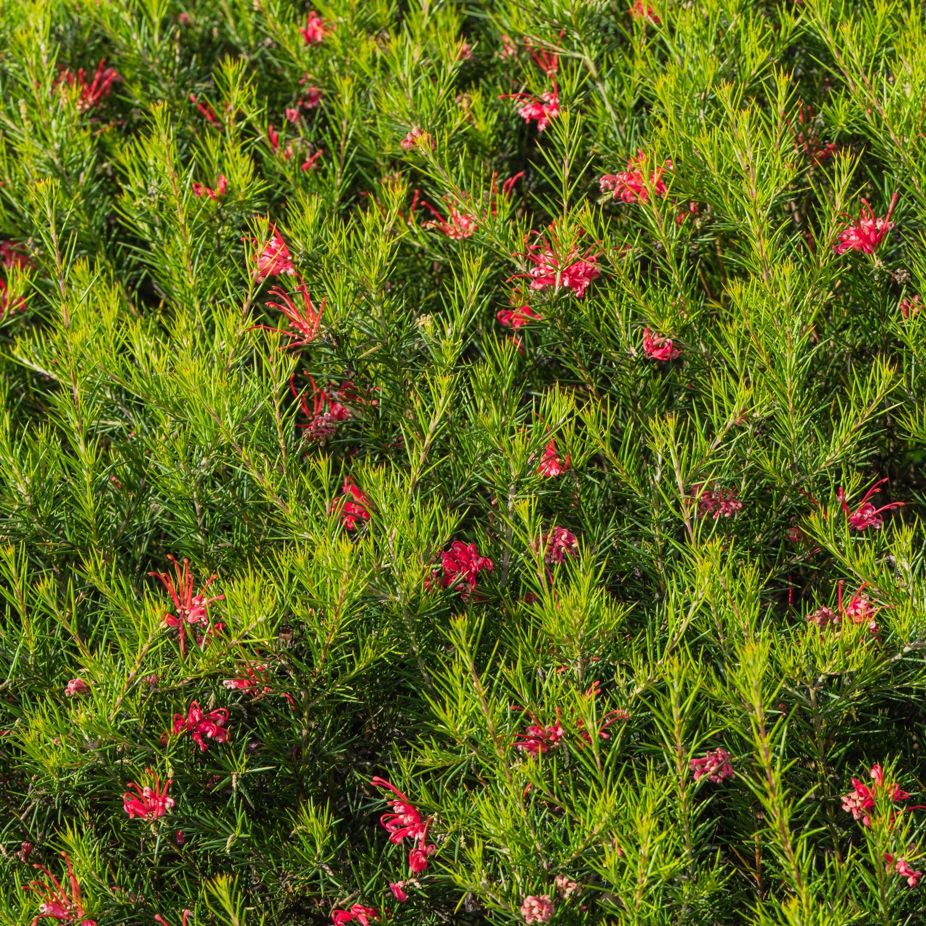 Grevillea juniperina - Grevillea juniperina - Willemse