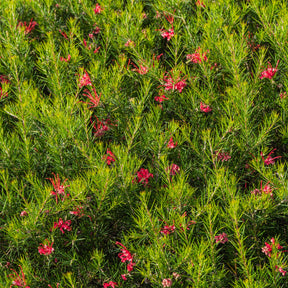 Grevillea juniperina - Grevillea juniperina - Willemse