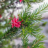 Verkauf Grevillea juniperina