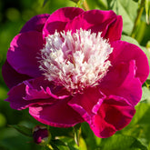 Pfingstrose White Cap - Paeonia lactiflora White Cap - Willemse