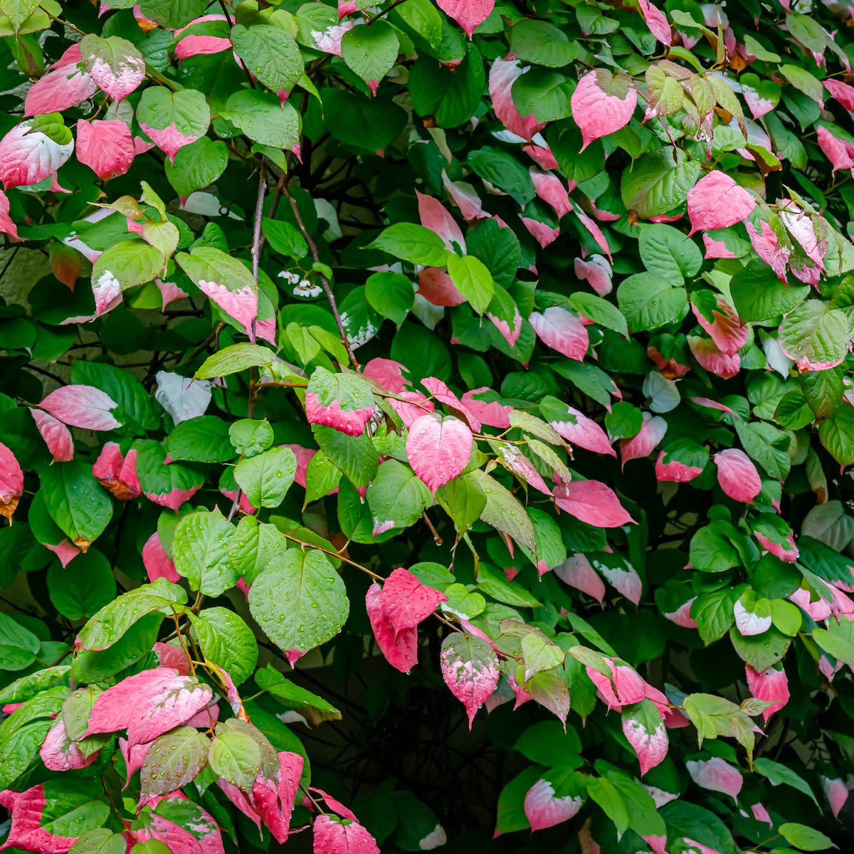 Kletterpflanzen - Buntlaubige Zierkiwi - Actinidia kolomikta