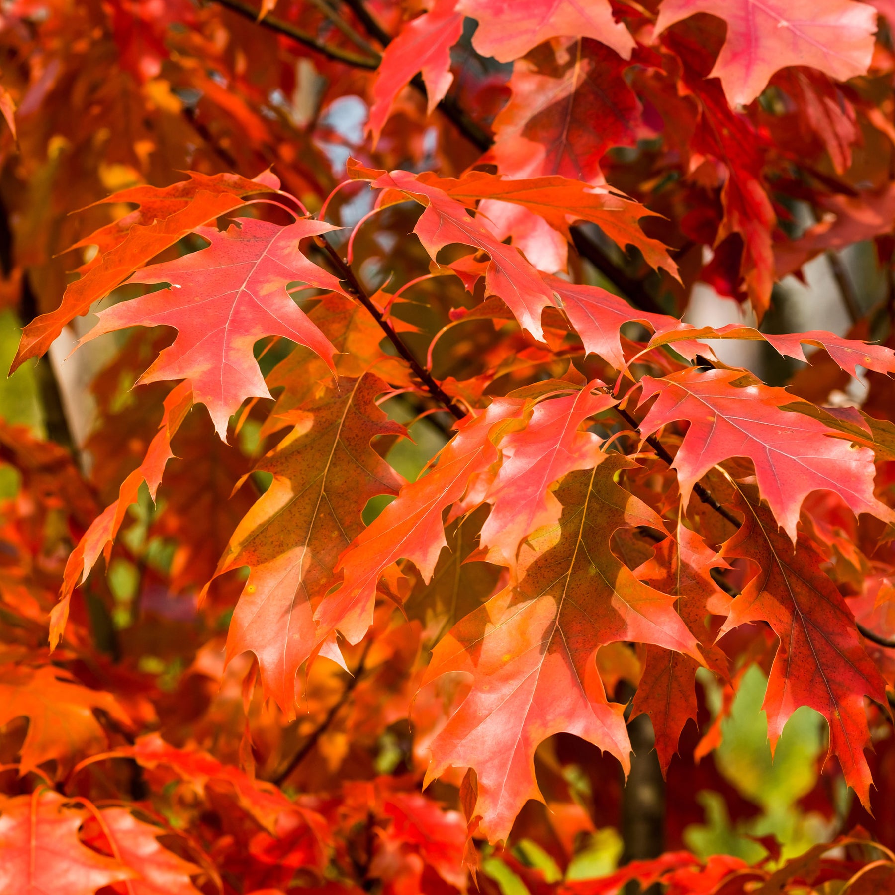 Amerikanische Roteiche - Quercus rubra - Willemse