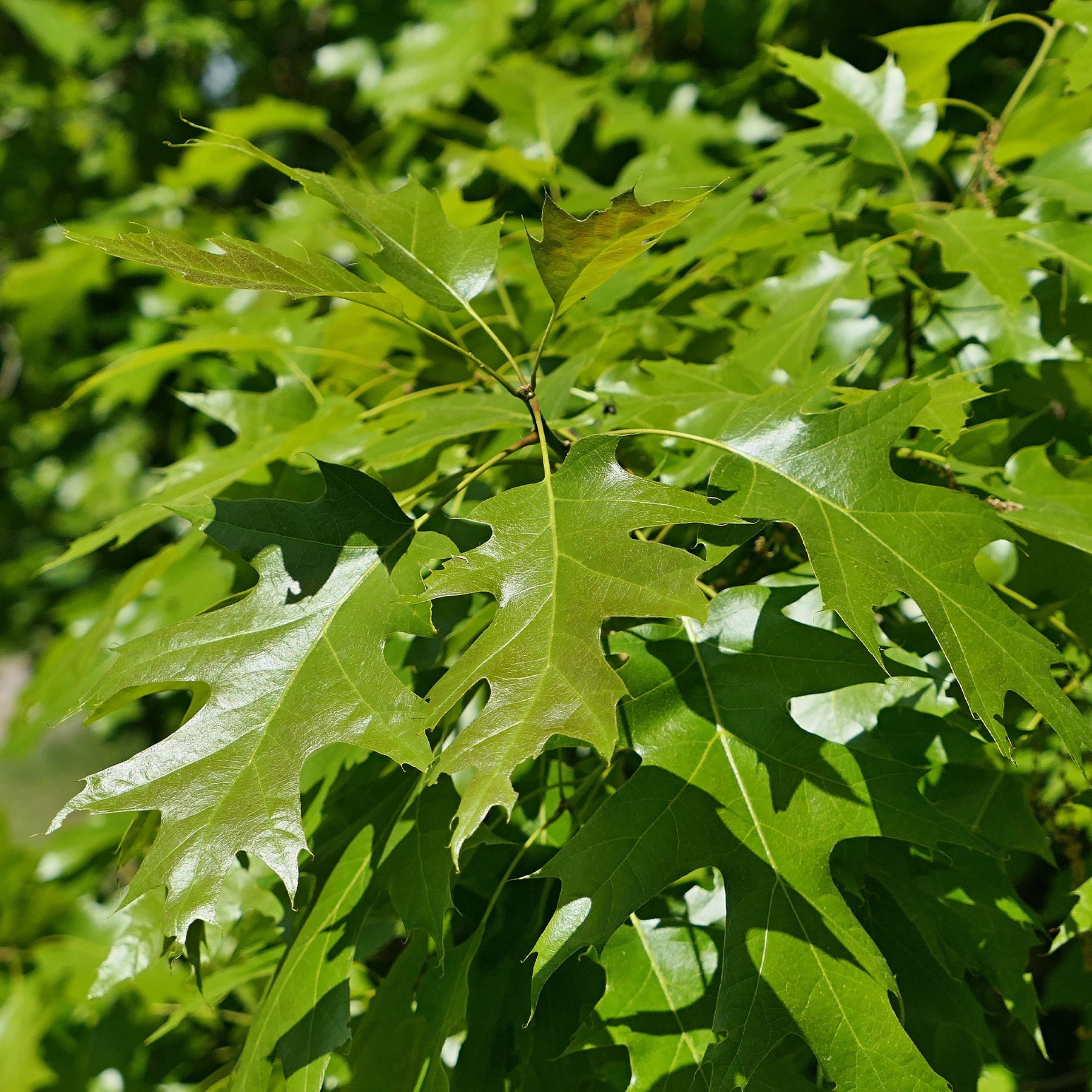 Quercus rubra - Amerikanische Roteiche - Eiche