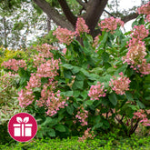 Hortensie ‘Pink Diamond’ als Geschenk