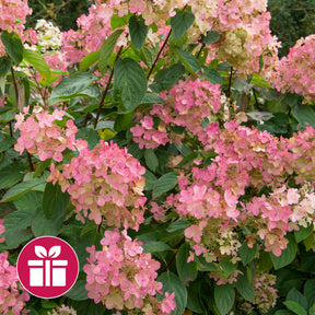Hortensie ‘Pink Diamond’ als Geschenk