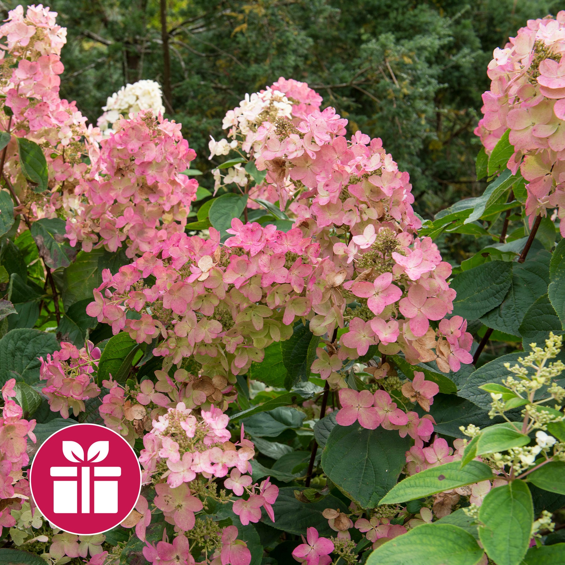Hortensie ‘Pink Diamond’ als Geschenk