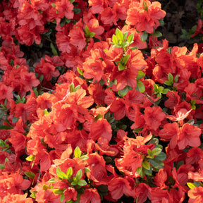 Azaleen - Japanische Azalee Orange Surprise - Azalea japonica Orange Surprise 