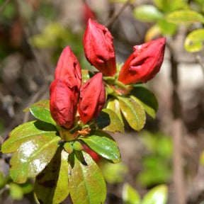 Japanische Azalee Orange Surprise - Azalea japonica Orange Surprise  - Willemse