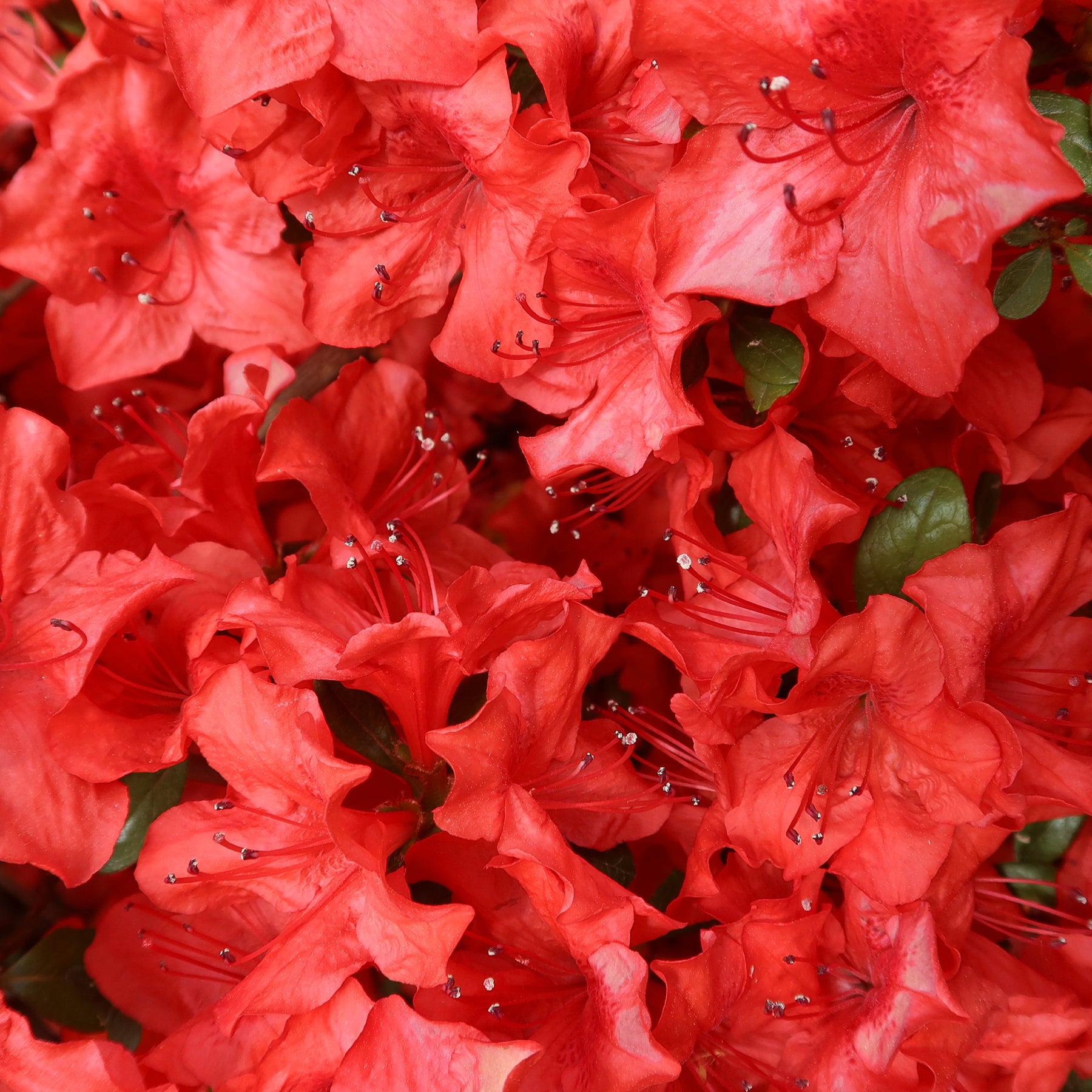 Azalea japonica Orange Surprise  - Japanische Azalee Orange Surprise - Azaleen