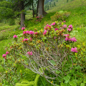 Japanische Azalee  Lilac Surprise - Willemse
