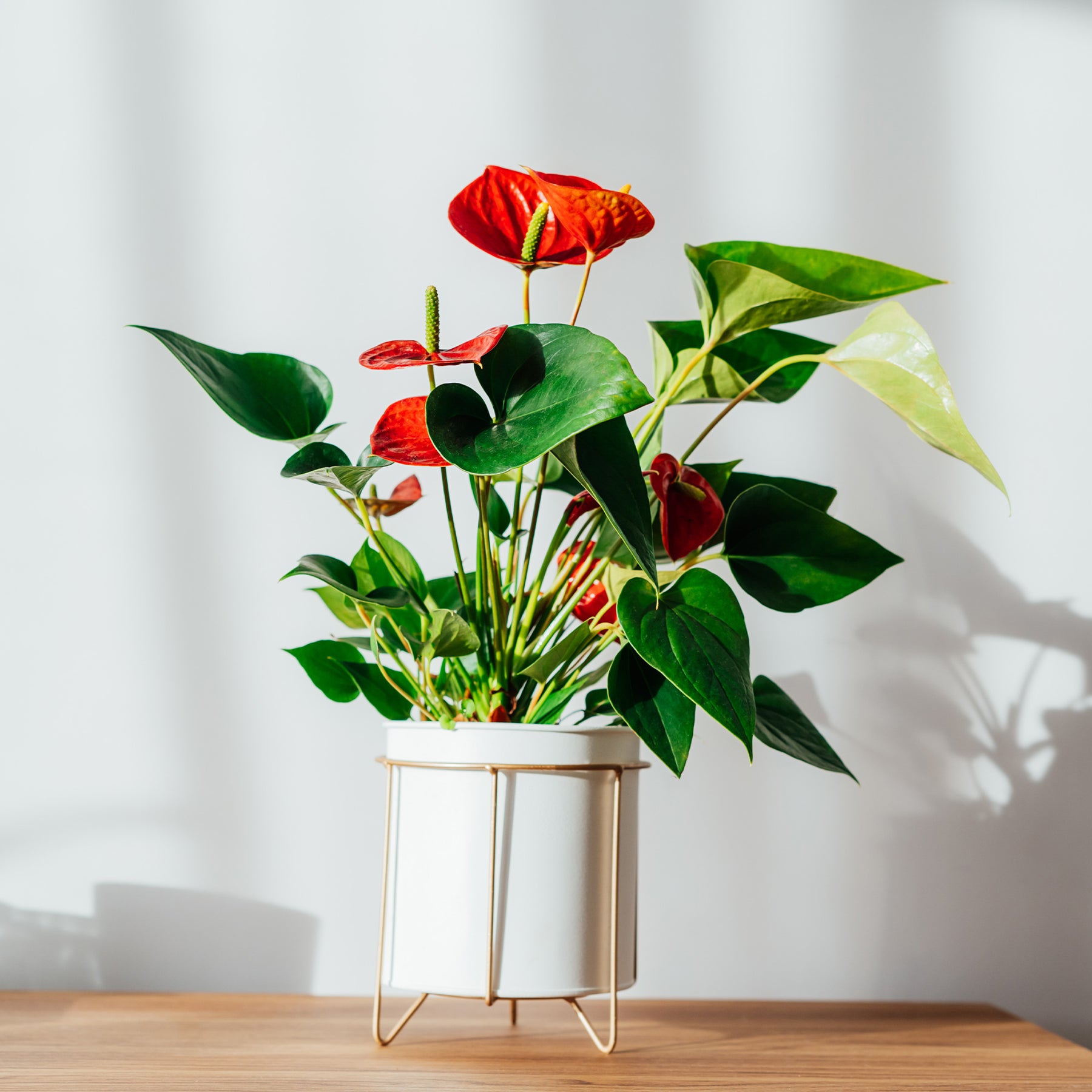 Rote Flamingoblume / Anthurium red - Willemse
